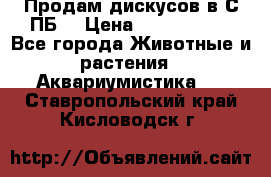 Продам дискусов в С-ПБ. › Цена ­ 3500-4500 - Все города Животные и растения » Аквариумистика   . Ставропольский край,Кисловодск г.